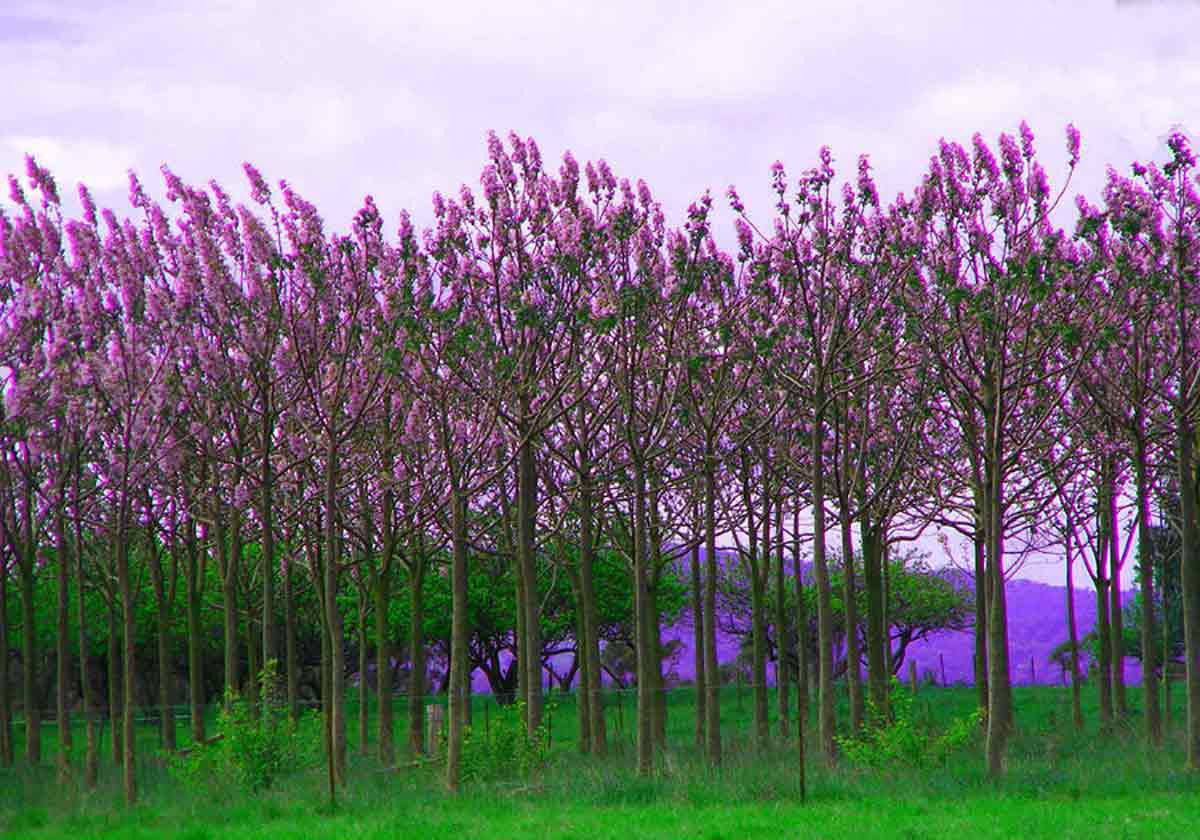 Paulonia e protezione co2