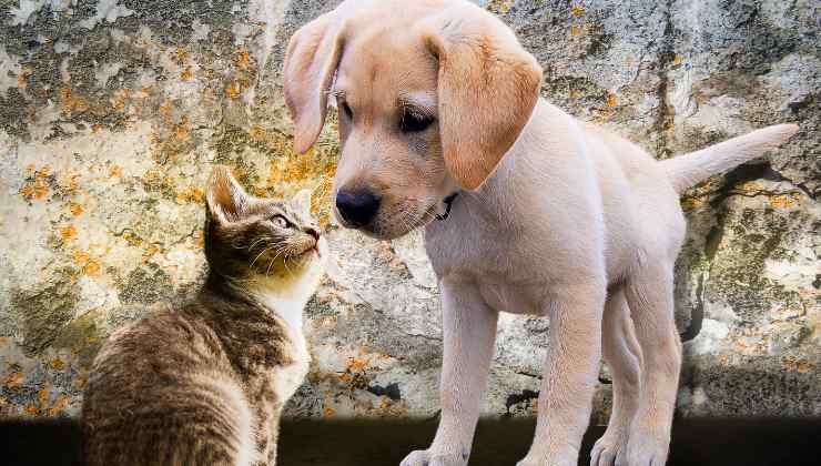 storia cane e gatto commovente