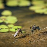 West Nile colpisce ancora: 7 nuovi contagi nella provincia di Roma, allerta per un giovane atleta