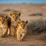 Gran Paradiso Film Festival: trionfa 'Lions of the Skeleton Coast' con una storia avvincente