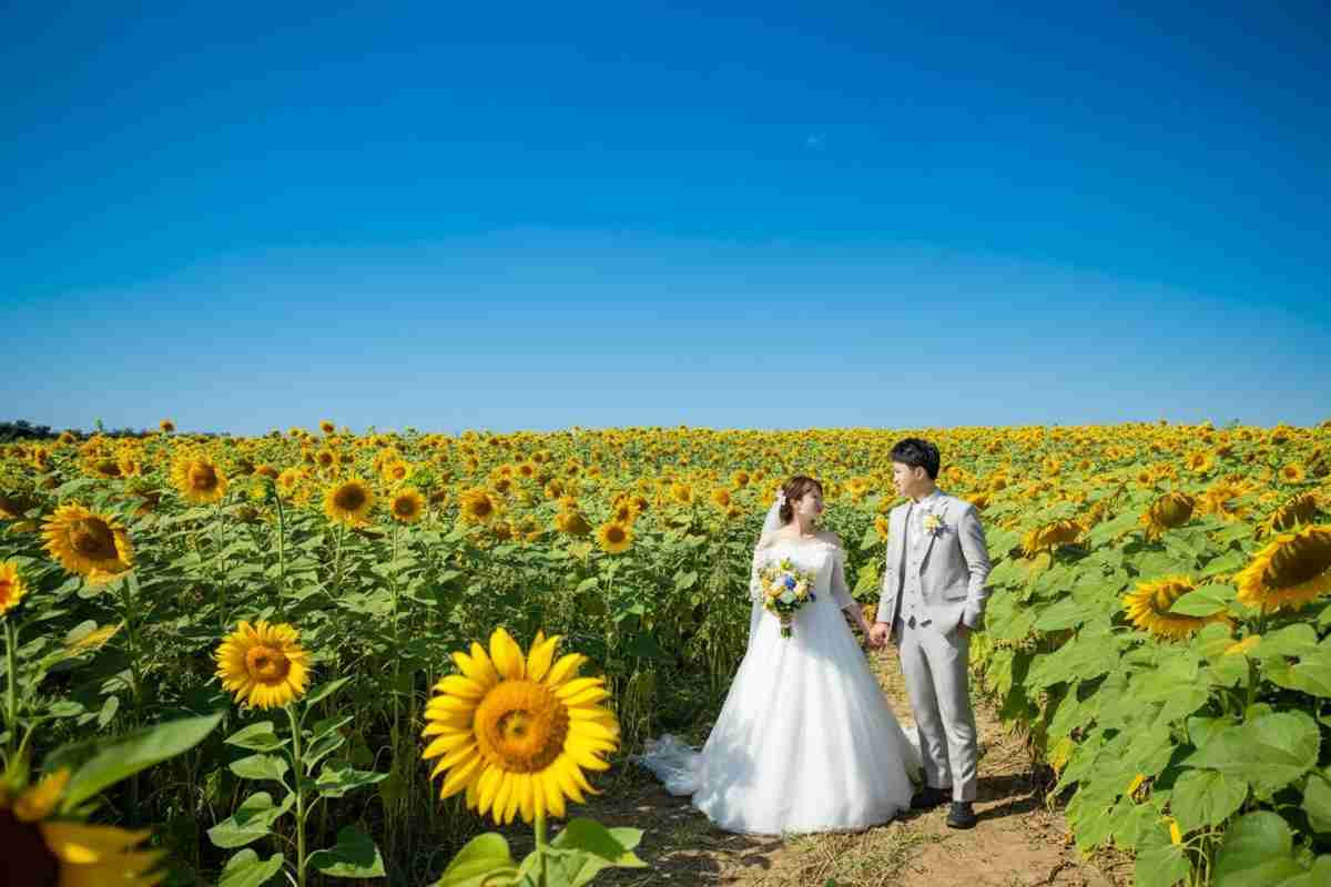 Sposini aggrediti durante un servizio fotografico tra i girasoli: un sogno che si trasforma in incubo